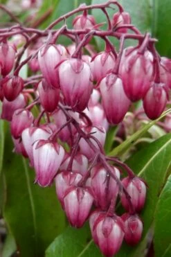 Katsura Pieris - 2 Gallon Pot 10 Katsura Pieris - 2 Gallon Pot -Wilson Bros Gardens Shop pieris japonica katsura 30 1