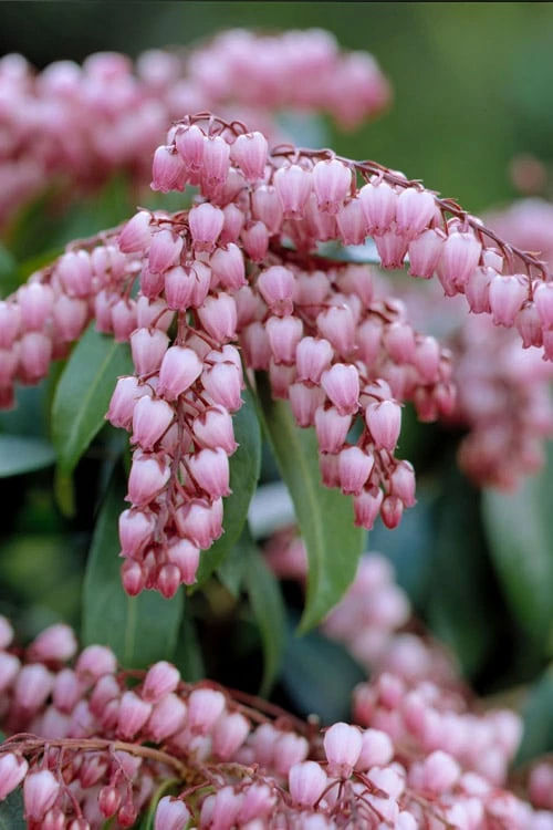 Katsura Pieris - 2 Gallon Pot 6 Katsura Pieris - 2 Gallon Pot - Image 6