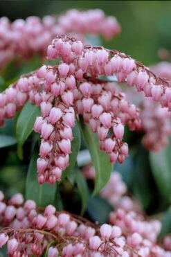 Katsura Pieris - 1 Gallon Pot 11 Katsura Pieris - 1 Gallon Pot -Wilson Bros Gardens Shop pieris japonica katsura 31