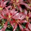 Katsura Pieris - 1 Gallon Pot
