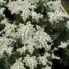 Southern Lady Pieris - 3 Gallon Pot