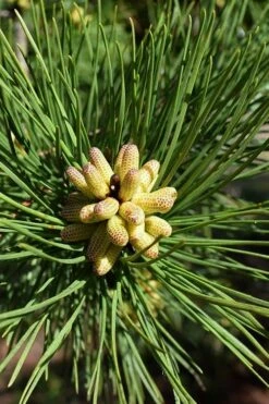 Shortleaf Rosemary Pine (Pinus Echinata) - 3 Gallon Pot -Wilson Bros Gardens Shop pinus echinata shortleaf rosemary pine 6