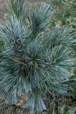 Vanderwolf's Pyramid Limber Pine (Pinus Flexilis) - 7 Gallon Pot -Wilson Bros Gardens Shop pinus flexilis vanderwolfs pyramid limber pine 1 1