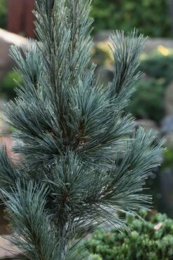 Vanderwolf's Pyramid Limber Pine (Pinus Flexilis) - 2 Gallon Pot -Wilson Bros Gardens Shop pinus flexilis vanderwolfs pyramid limber pine 2 2