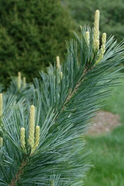 Vanderwolf's Pyramid Limber Pine (Pinus Flexilis) - 7 Gallon Pot -Wilson Bros Gardens Shop pinus flexilis vanderwolfs pyramid limber pine 3 1