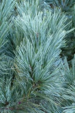 Vanderwolf's Pyramid Limber Pine (Pinus Flexilis) - 2 Gallon Pot -Wilson Bros Gardens Shop pinus flexilis vanderwolfs pyramid limber pine 4 2