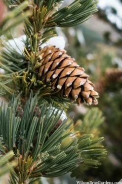 Vanderwolf's Pyramid Limber Pine (Pinus Flexilis) - 2 Gallon Pot -Wilson Bros Gardens Shop pinus flexilis vanderwolfs pyramid limber pine 6 2