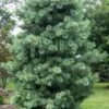 Silveray Korean Pine (Pinus Koraiensis) - 3 Gallon Pot