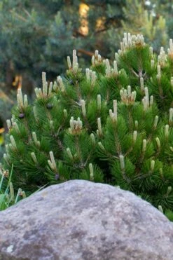 Dwarf Swiss Mountain Pine (Pinus Mugo 'Pumilio') - 2 Gallon Pot -Wilson Bros Gardens Shop pinus mugo pumilio dwarf swiss mountain pine 3