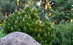 Dwarf Swiss Mountain Pine (Pinus Mugo 'Pumilio') - 2 Gallon Pot -Wilson Bros Gardens Shop pinus mugo pumilio dwarf swiss mountain pine 4