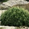 Dwarf Swiss Mountain Pine (Pinus Mugo 'Pumilio') - 2 Gallon Pot