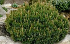 Dwarf Swiss Mountain Pine (Pinus Mugo 'Pumilio') - 2 Gallon Pot -Wilson Bros Gardens Shop pinus mugo pumillo dwarf swiss mountain pine 1