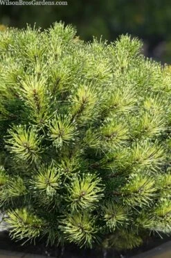 Sunshine Mugo Pine - 2 Gallon Pot -Wilson Bros Gardens Shop pinus mugo sunshine mugo pine 10