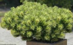 Sunshine Mugo Pine - 2 Gallon Pot -Wilson Bros Gardens Shop pinus mugo sunshine mugo pine 11