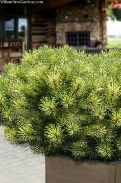 Sunshine Mugo Pine - 2 Gallon Pot -Wilson Bros Gardens Shop pinus mugo sunshine mugo pine 15