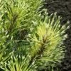 Sunshine Mugo Pine - 2 Gallon Pot