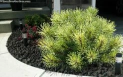 Sunshine Mugo Pine - 2 Gallon Pot -Wilson Bros Gardens Shop pinus mugo sunshine mugo pine 6