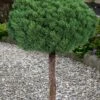 Valley Cushion Mugo Pine Single Trunk Topiary Tree - 2 Gallon Pot