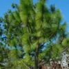 Southern Yellow Long Leaf Pine Tree (Pinus Palustris) - 3 Gallon Pot