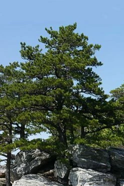 Table Mountain Pine Tree (Pinus Pungens) - 3 Gallon Pot -Wilson Bros Gardens Shop pinus pungens table mountain pine tree 1 1