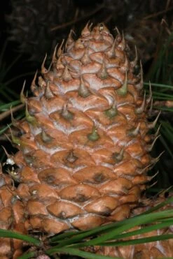 Table Mountain Pine Tree (Pinus Pungens) - 3 Pack Of 1.5 Quart Pots -Wilson Bros Gardens Shop pinus pungens table mountain pine tree 11