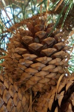 Table Mountain Pine Tree (Pinus Pungens) - 3 Gallon Pot -Wilson Bros Gardens Shop pinus pungens table mountain pine tree 12 1