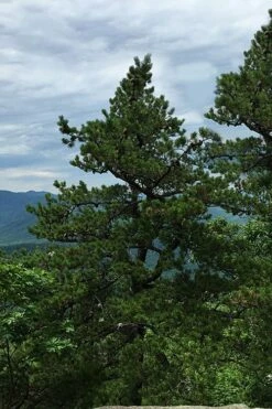 Table Mountain Pine Tree (Pinus Pungens) - 3 Pack Of 1.5 Quart Pots -Wilson Bros Gardens Shop pinus pungens table mountain pine tree 2