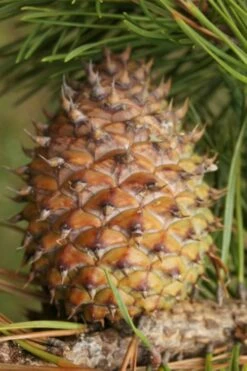 Table Mountain Pine Tree (Pinus Pungens) - 3 Gallon Pot