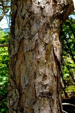 Table Mountain Pine Tree (Pinus Pungens) - 3 Pack Of 1.5 Quart Pots -Wilson Bros Gardens Shop pinus pungens table mountain pine tree 9