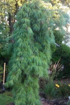 Angel Falls Weeping Eastern White Pine - 1 Gallon Pot