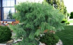 Angel Falls Weeping Eastern White Pine - 3 Gallon Pot -Wilson Bros Gardens Shop pinus strobus angel falls white pine 3 1