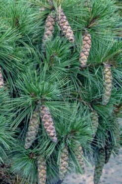 Coney Island White Pine - 2 Gallon Pot -Wilson Bros Gardens Shop pinus strobus coney island white pine 11