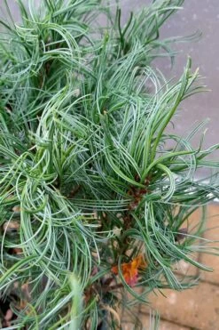 Wiggles Eastern White Pine (Pinus Strobus) - 3 Gallon Pot -Wilson Bros Gardens Shop pinus strobus vercurve twisted needle dwarf eatern white pine 3 2