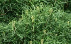 Wiggles Eastern White Pine (Pinus Strobus) - 3 Gallon Pot -Wilson Bros Gardens Shop pinus strobus wiggles eastern white pine 4 1