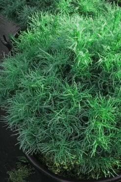 Wiggles Eastern White Pine (Pinus Strobus) - 3 Gallon Pot -Wilson Bros Gardens Shop pinus strobus wiggles eastern white pine 6