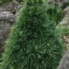 Green Penguin Scots Pine (Pinus Sylvestris) - 2 Gallon Pot