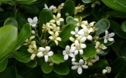 Green Pittosporum (Japanese Mock Orange) - 3 Gallon Pot -Wilson Bros Gardens Shop pittosporum20green203