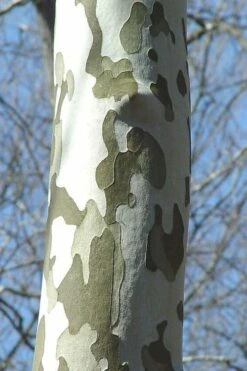 American Sycamore Tree - 3 Pack Of 1.5 Quart Pots -Wilson Bros Gardens Shop platanus occidentalis american sycamore tree 1