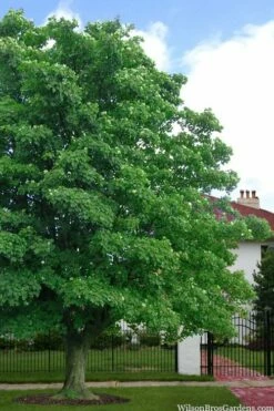 American Sycamore Tree - 3 Pack Of 1.5 Quart Pots -Wilson Bros Gardens Shop platanus occidentalis american sycamore tree 4