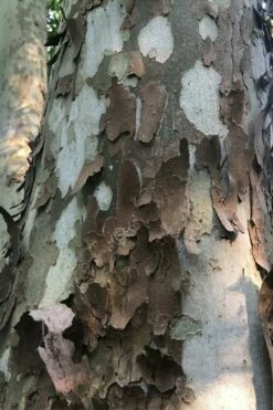 American Sycamore Tree - 1 Gallon Pot -Wilson Bros Gardens Shop platanus occidentalis american sycamore tree 6 2