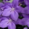 Pop Star Blue Balloon Flower (Platycodon) - 1 Gallon Pot