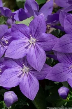 Pop Star Blue Balloon Flower (Platycodon) - 1 Gallon Pot