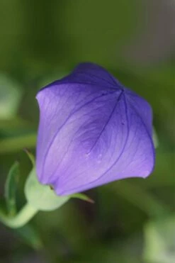 Pop Star Blue Balloon Flower (Platycodon) - 1 Gallon Pot -Wilson Bros Gardens Shop platycodon pop star blue balloon flower 2