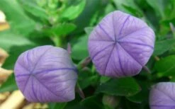 Pop Star Blue Balloon Flower (Platycodon) - 5 Pack Of Quart Pots -Wilson Bros Gardens Shop platycodon pop star blue balloon flower 4 1