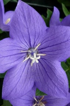 Pop Star Blue Balloon Flower (Platycodon) - 5 Pack Of Quart Pots -Wilson Bros Gardens Shop platycodon pop star blue balloon flower 5 1