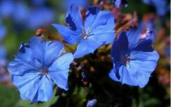 Hardy Blue Plumbago (Ceratostigma Plumbaginoides) - 1 Gallon Pot -Wilson Bros Gardens Shop plumbago hardy blue perennial 3