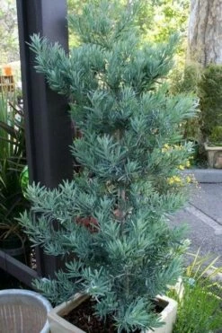 Blue Podocarpus Yew - 3 Gallon Pot -Wilson Bros Gardens Shop podocarpus elongatus blue podocarpus 4 1