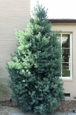 Blue Podocarpus Yew - 7 Gallon Pot -Wilson Bros Gardens Shop podocarpus elongatus blue podocarpus 5