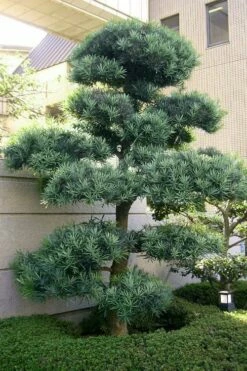 Blue Podocarpus Yew - 3 Gallon Pot -Wilson Bros Gardens Shop podocarpus elongatus blue podocarpus 6 1