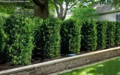 Maki Podocarpus Columnar Yew - 3 Gallon Pot 13 Maki Podocarpus Columnar Yew - 3 Gallon Pot -Wilson Bros Gardens Shop podocarpus macrophyllus maki 102